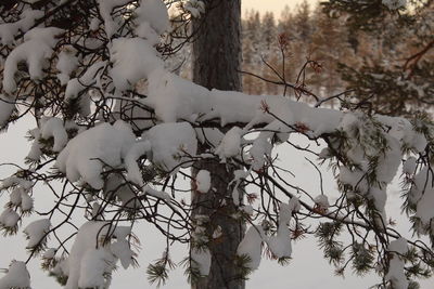 Close-up of bare tree in forest