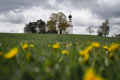 Yellow flowers on field against sky