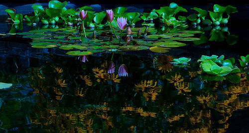 Close-up of lotus water lily in lake