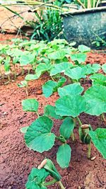 Close-up of plants growing outdoors