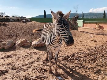 Zebras standing in a field