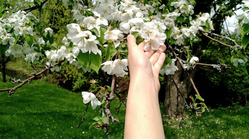 Midsection of person holding white flowering plants