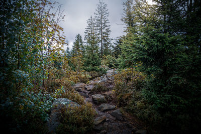 Trees in forest