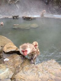 Japanese macaques at hot spring