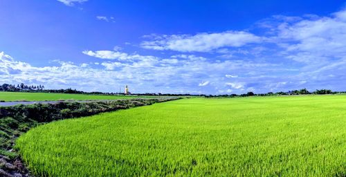 Scenic view of agricultural field against sky