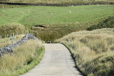 Footpath amidst grass on field