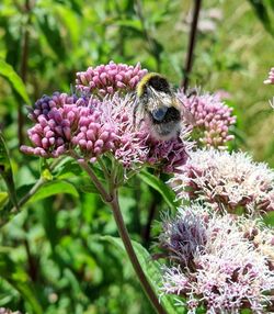 Close-up of bee pollinating on pink flower