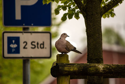 Close-up of bird perching on wood