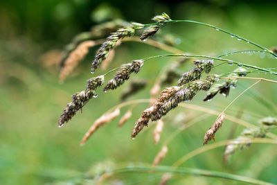 Close-up of insect on plant