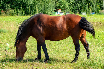 Horse grazing in a field