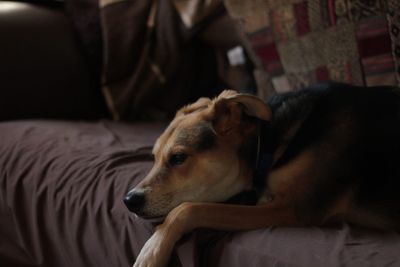 Dog sleeping on bed at home