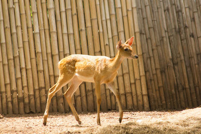 Horse in a zoo