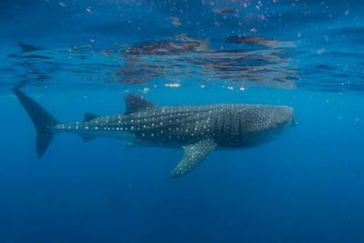 Close-up of fish swimming in sea