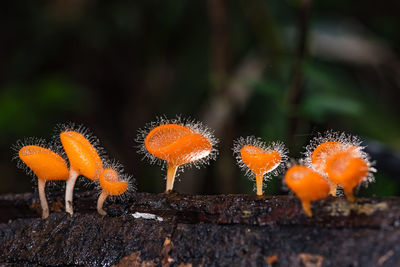 Close-up of mushroom growing on land