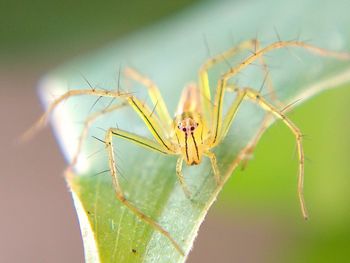 Close-up of insect on leaf