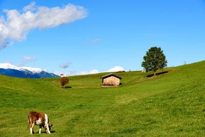 Rear view of cow feeding on grassy field against blue sky