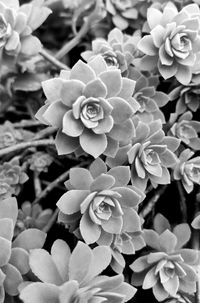 Close-up of flowers blooming outdoors