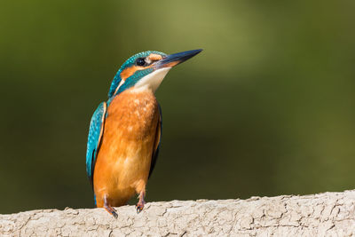 Close-up of bird perching