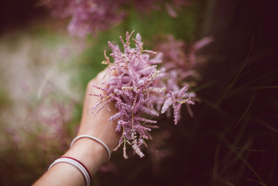 From above of crop anonymous female touching tamarisk bush with small blossoming pink flowers in summer