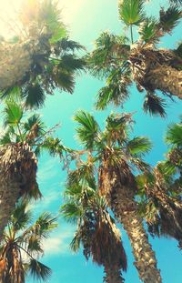 Low angle view of palm trees against clear sky