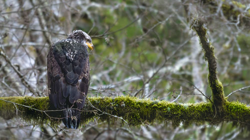 Close-up of eagle perching on branch