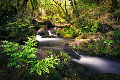 Scenic view of waterfall in forest
