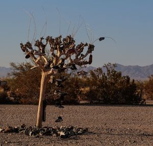 Trees growing on landscape