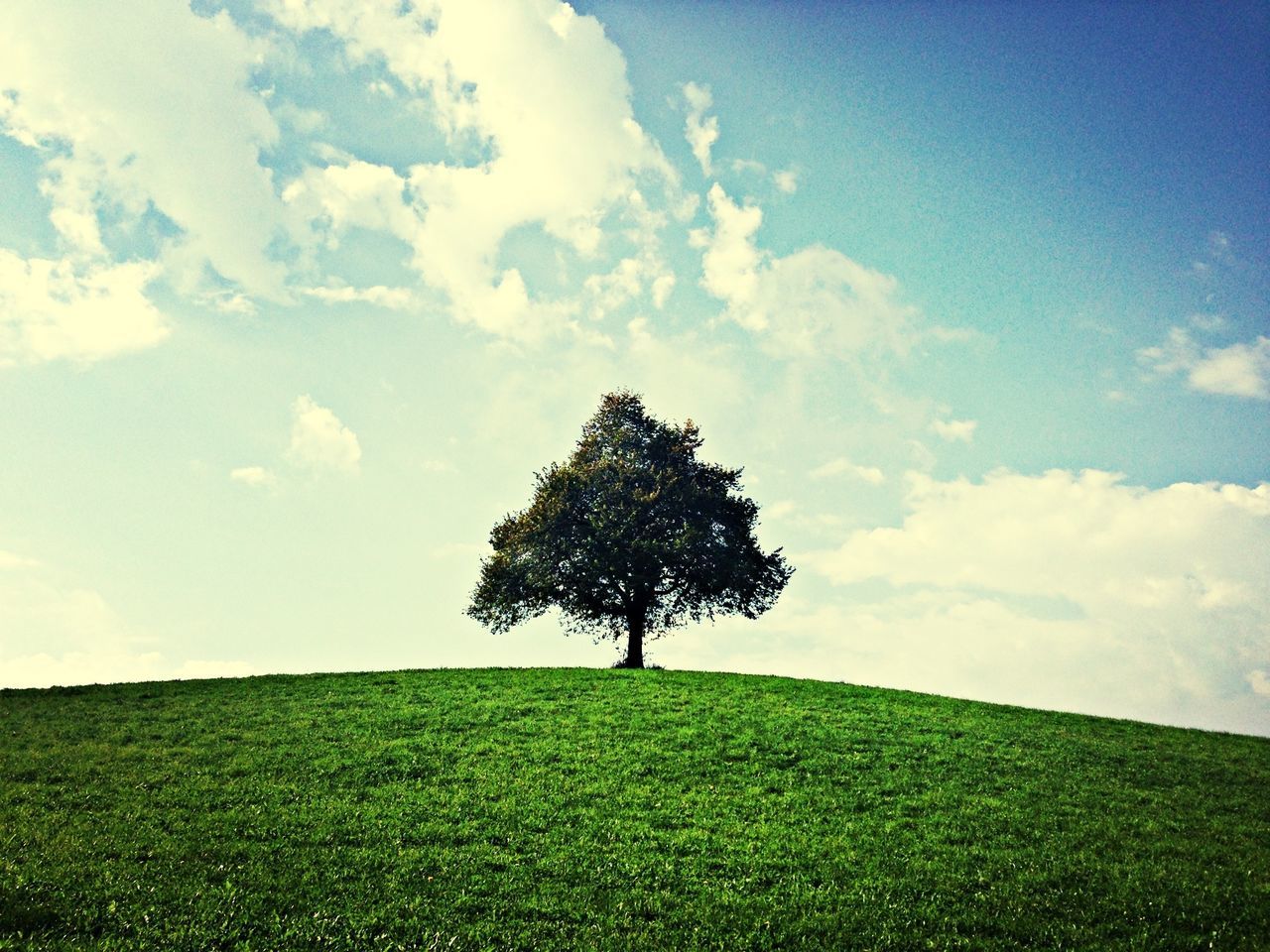 grass, sky, tree, tranquility, tranquil scene, landscape, field, beauty in nature, green color, scenics, nature, growth, grassy, cloud, cloud - sky, single tree, solitude, idyllic, non-urban scene, green