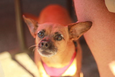 Close-up portrait of dog