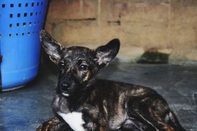 Close-up portrait of a dog