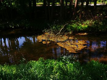 Scenic view of lake in forest