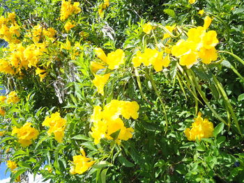 Close-up of yellow flowers