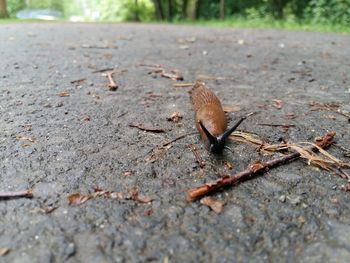 Close-up of snail on ground