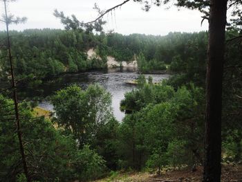 Scenic view of river amidst trees in forest against sky