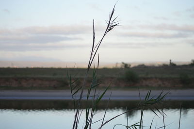 Close-up of plants on field against sky