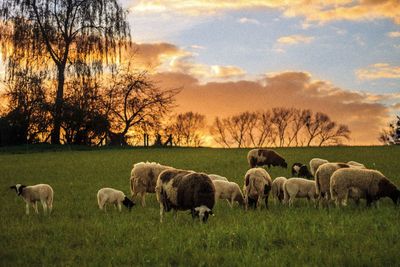 Sheep grazing on grassy field