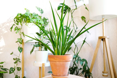 Sansevieria parva in a clay terracotta flower pot stands on a wooden stand for flowers 