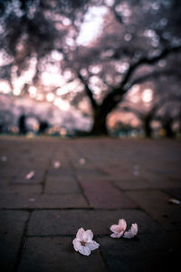 Close-up of pink cherry blossoms in spring