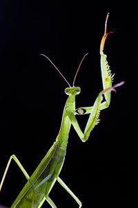 Close-up of insect on leaf against black background