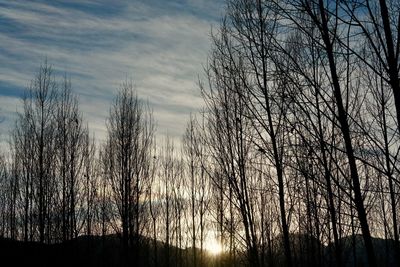 Low angle view of bare trees against sky