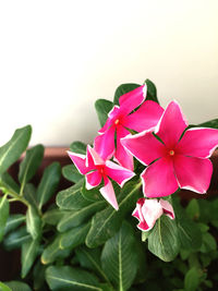 Close-up of pink flowering plant