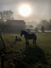 View of horses on field against sky