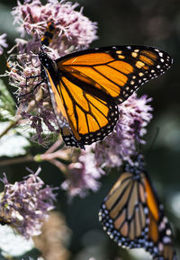 Close-up of butterfly pollinating on flower