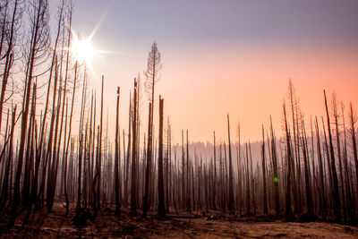 Sunlight streaming through fire damaged trees against sky at sunset