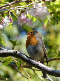 Close-up of bird perching on branch
