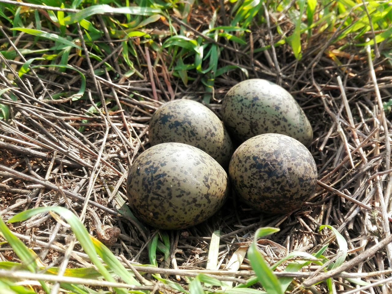 Nest in ground