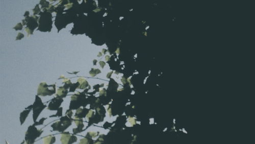 Reflection of tree in calm lake