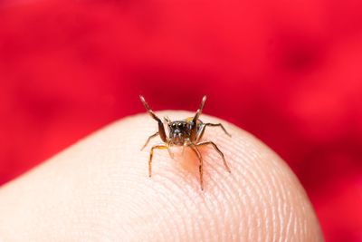 Metallic jumping spider on my finger