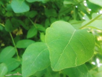 Close-up of fresh green leaf