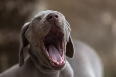 Close-up of dog yawning